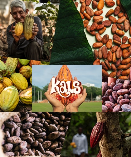 El cacao y sus beneficios cacaoooo