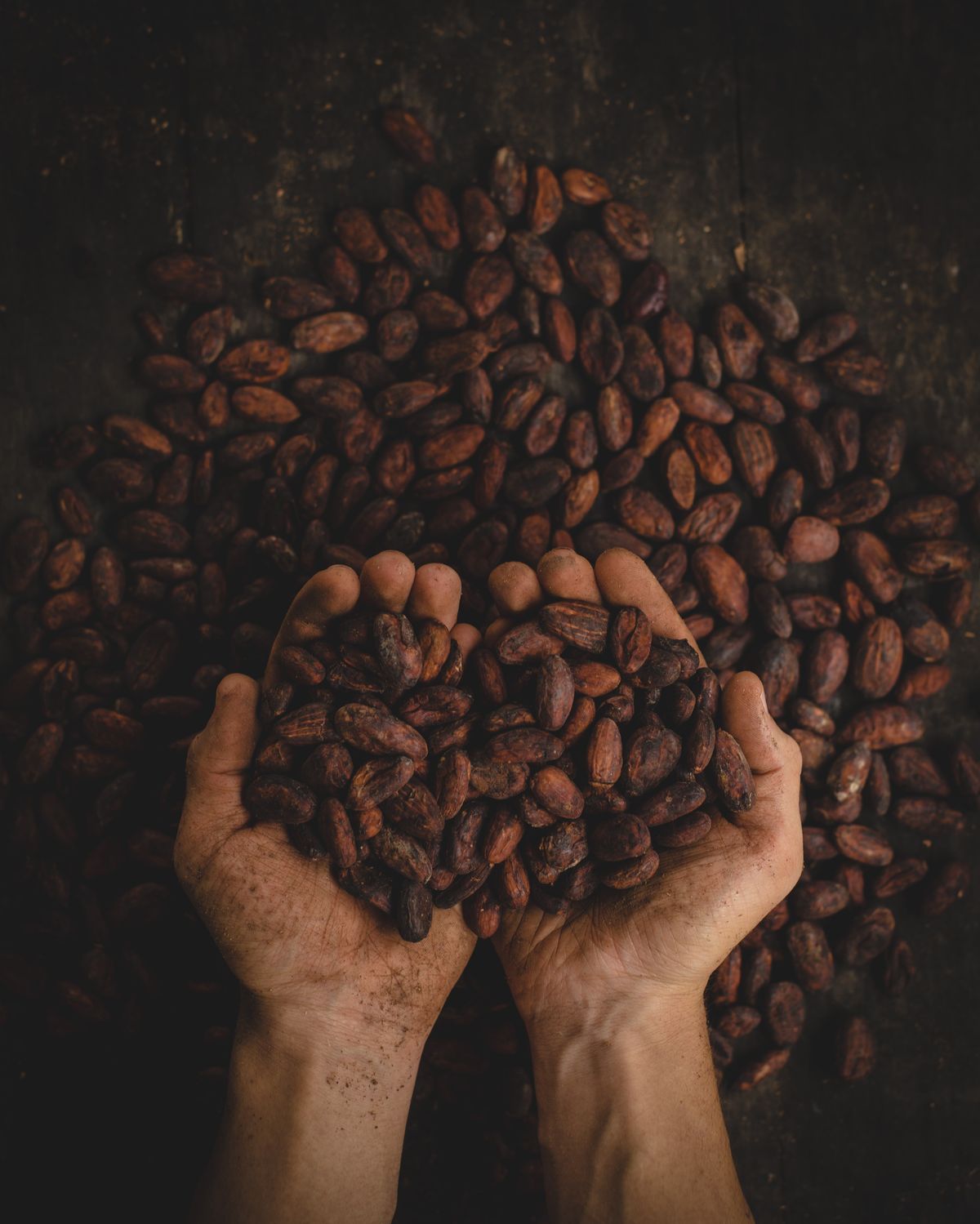 El cacao y sus beneficios 1760728909205